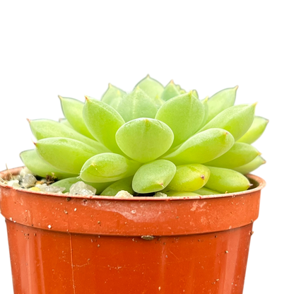 Echeveria 'Galaxy Starlet'