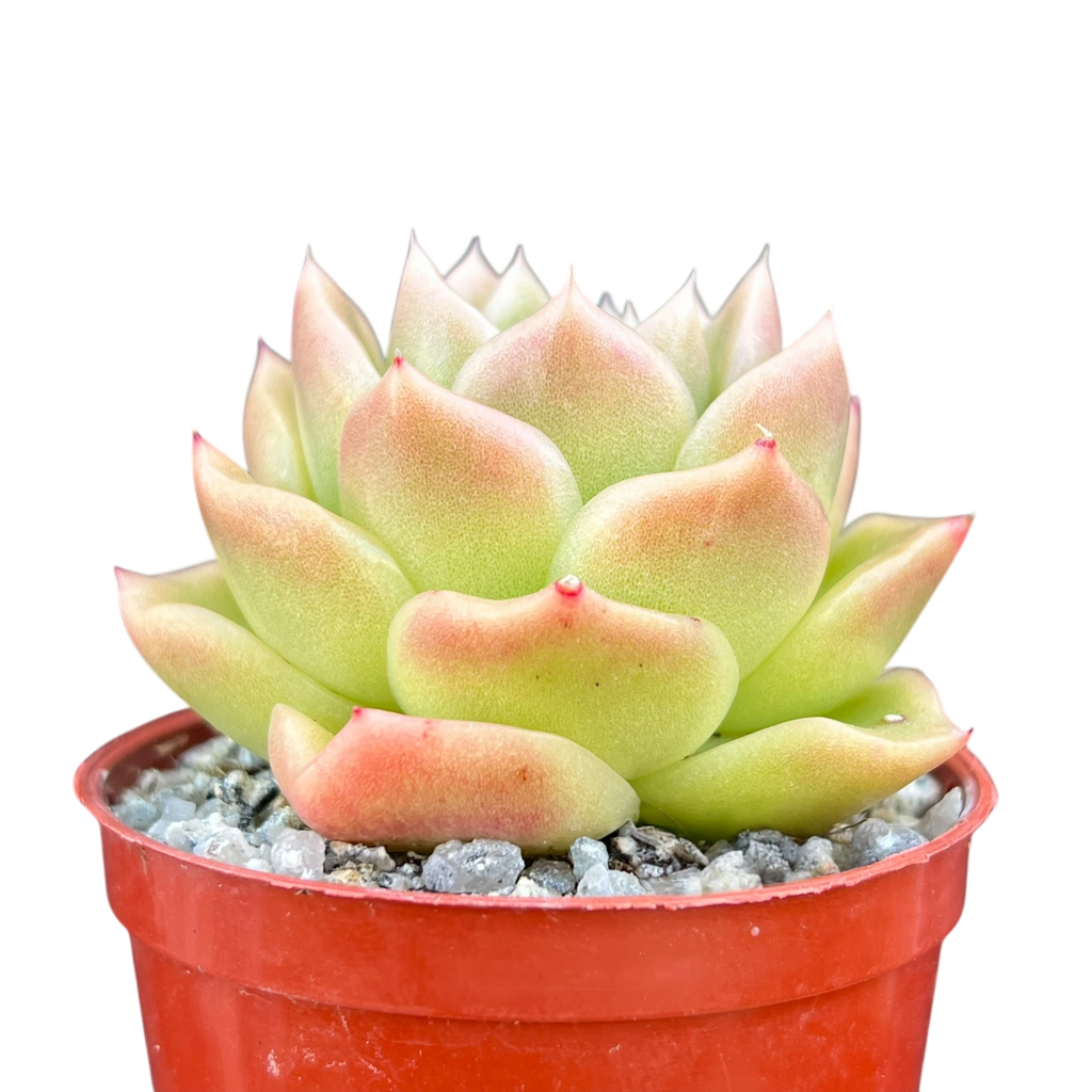 Echeveria 'Crystal Maze'