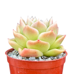 Echeveria 'Crystal Maze'