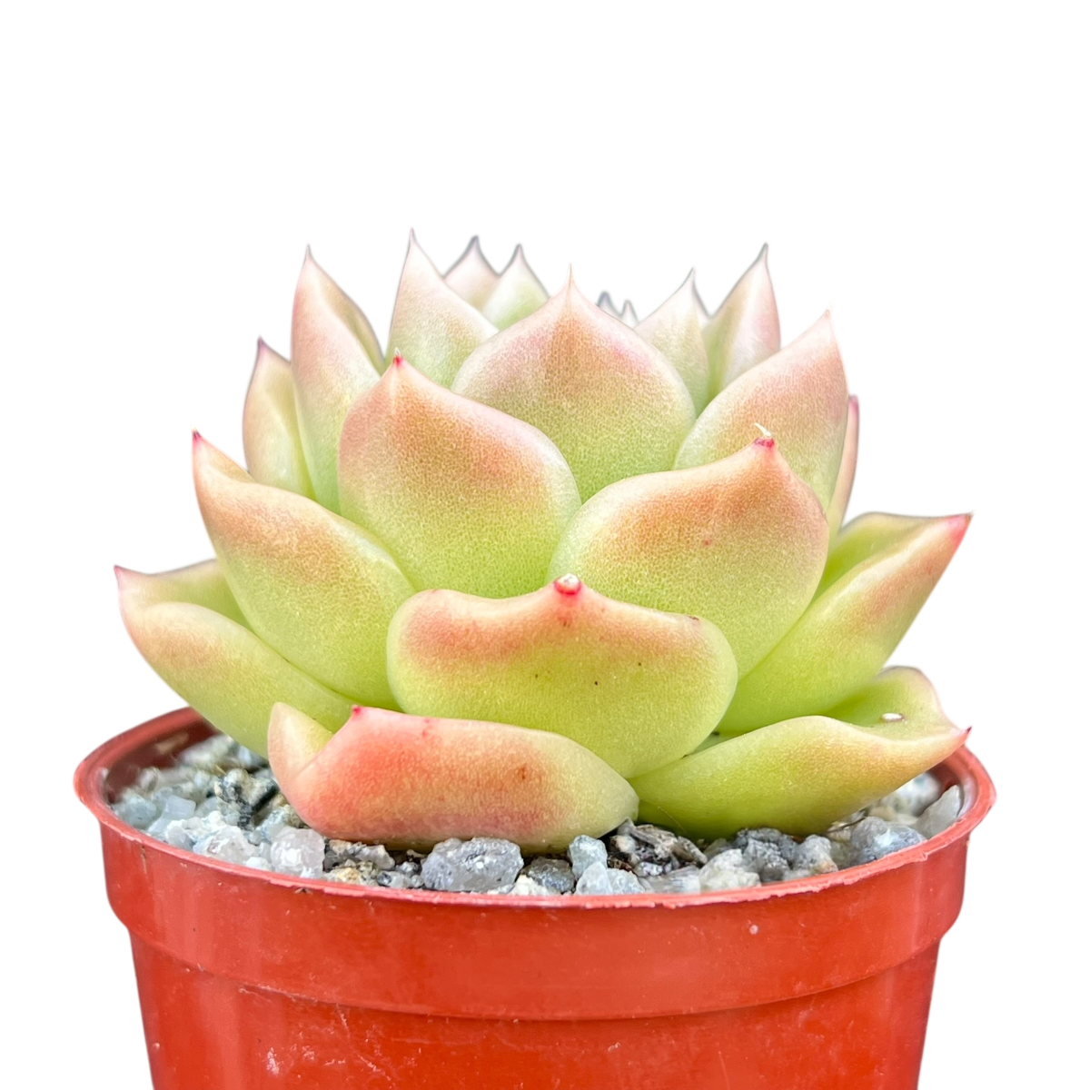 Echeveria 'Crystal Maze'