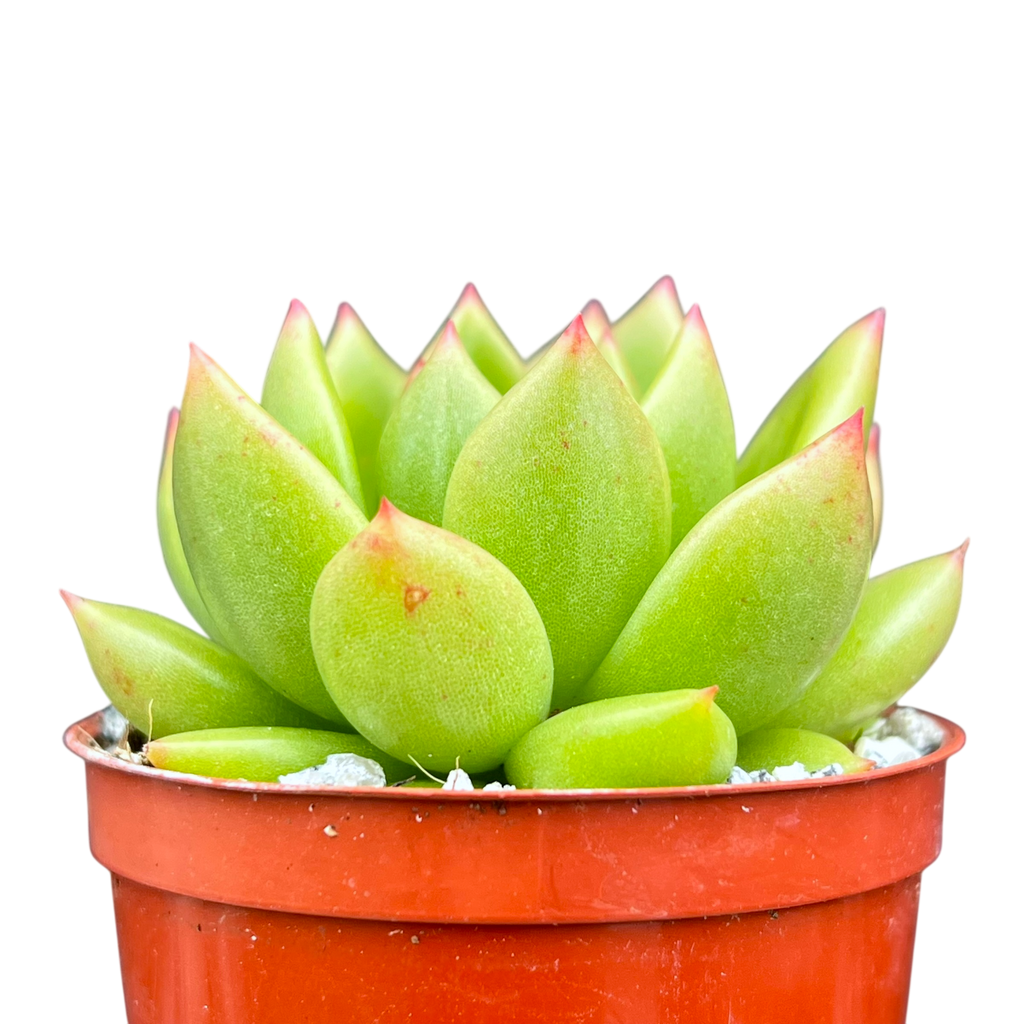 Echeveria agavoides 'Jade Galaxy'