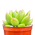 Echeveria agavoides 'Jade Galaxy'