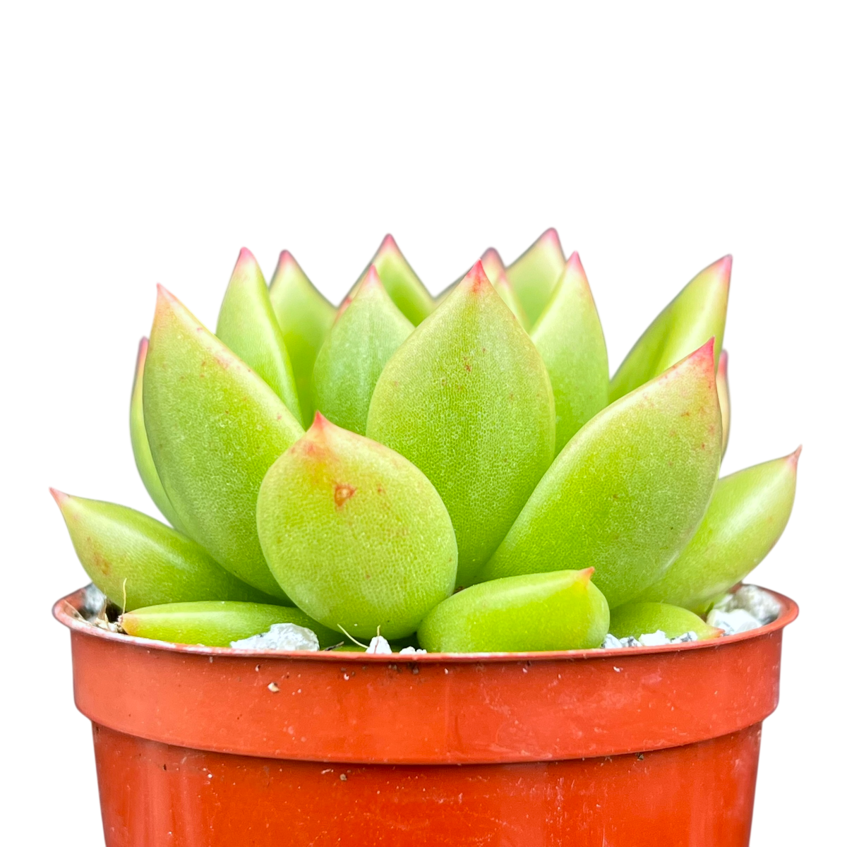Echeveria agavoides 'Jade Galaxy'