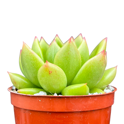 Echeveria agavoides 'Jade Galaxy'