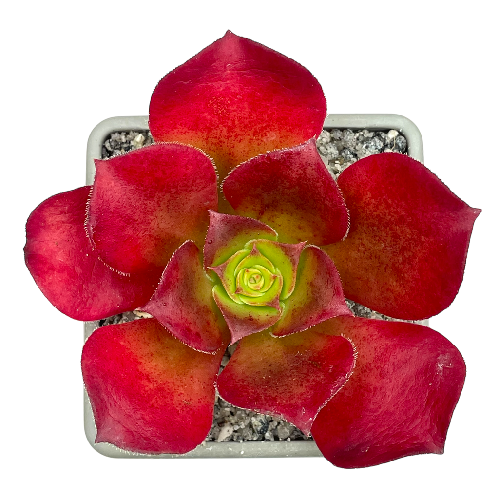 x Semponium 'Darwin'