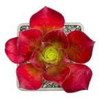 x Semponium 'Darwin'