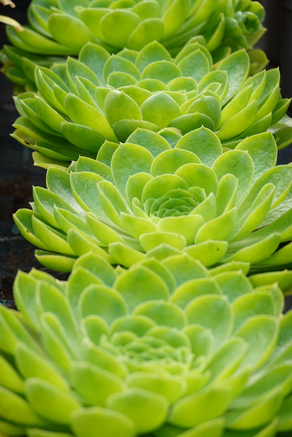 Aeonium 'Limelight'