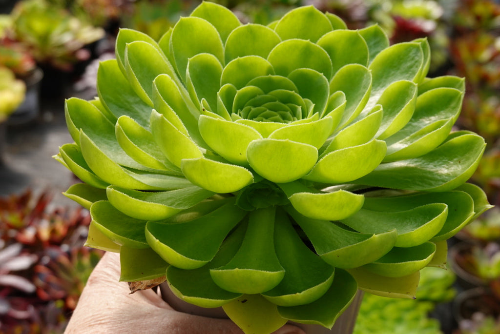 Aeonium 'Limelight'