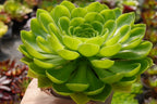 Aeonium 'Limelight'