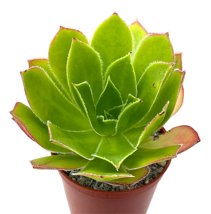 Aeonium 'Maximus'