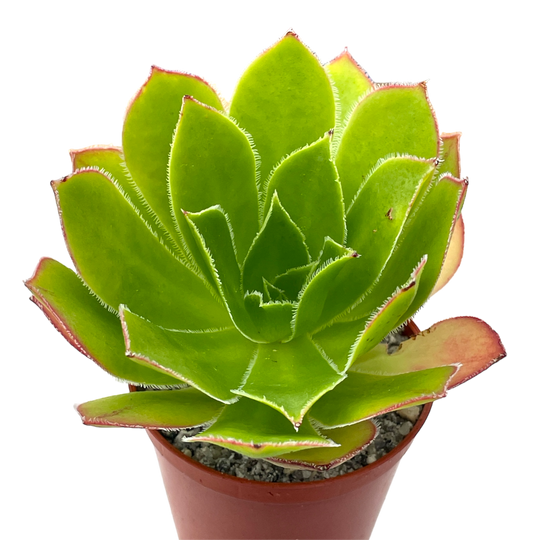 Aeonium 'Maximus'