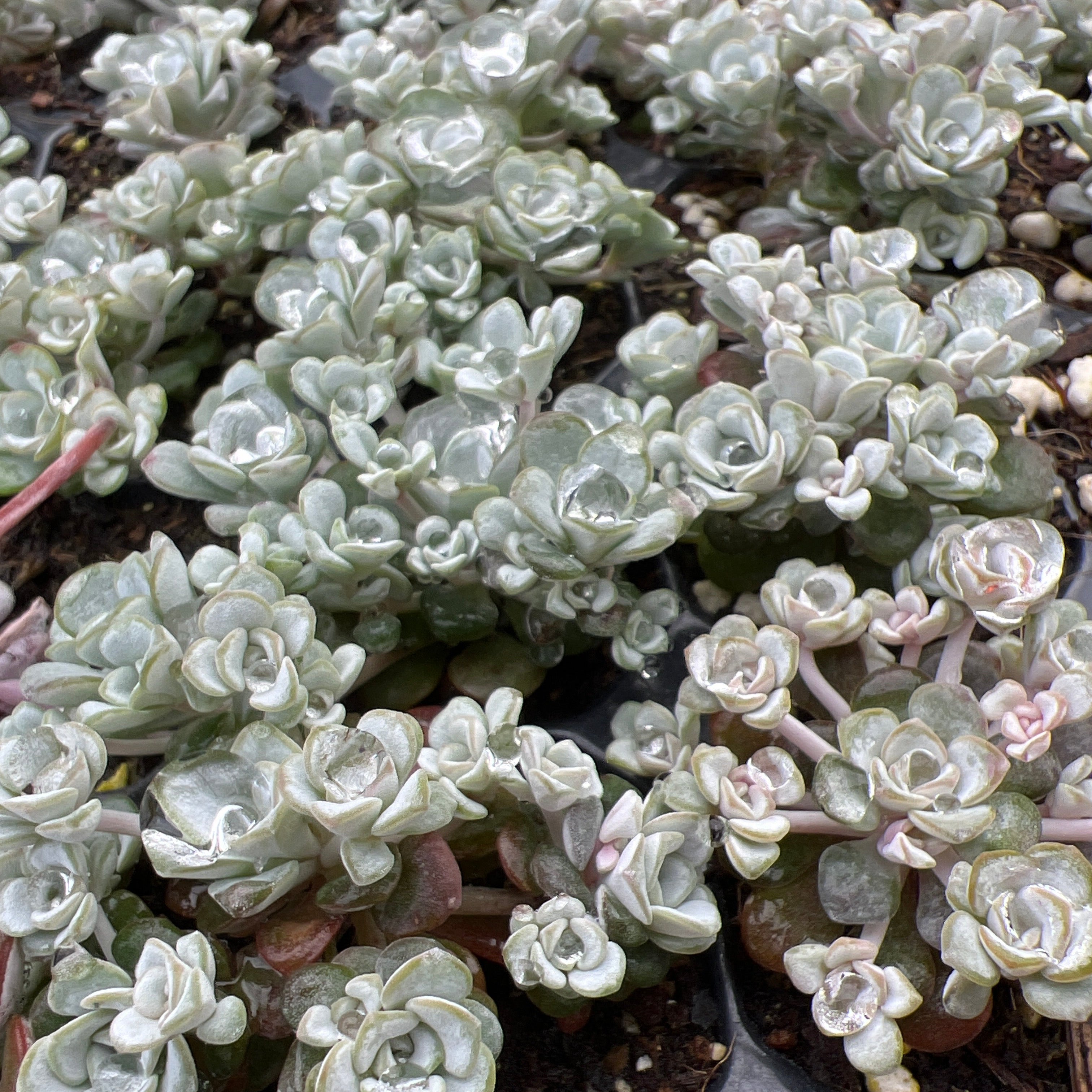 セダム・スパツリフォリウム 'ケープ・ブランコ' – Surreal Succulents