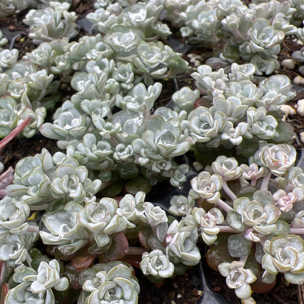 Sedum spathulifolium 'Cape Blanco' - dense clusters of pale gray-green rosette succulents with white-dusted leaves in sunlight.