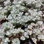 Sedum spathulifolium 'Cape Blanco' - dense clusters of pale gray-green rosette succulents with white-dusted leaves in sunlight.