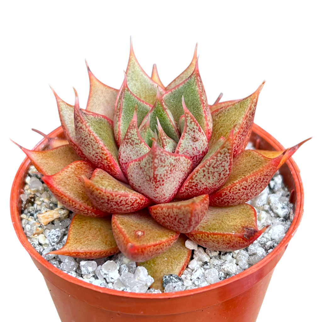 succulent which is also a skin food Echeveria 'Shark Skin' – Surreal Succulents