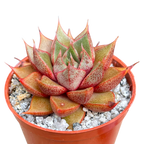 Echeveria 'Shark Skin'