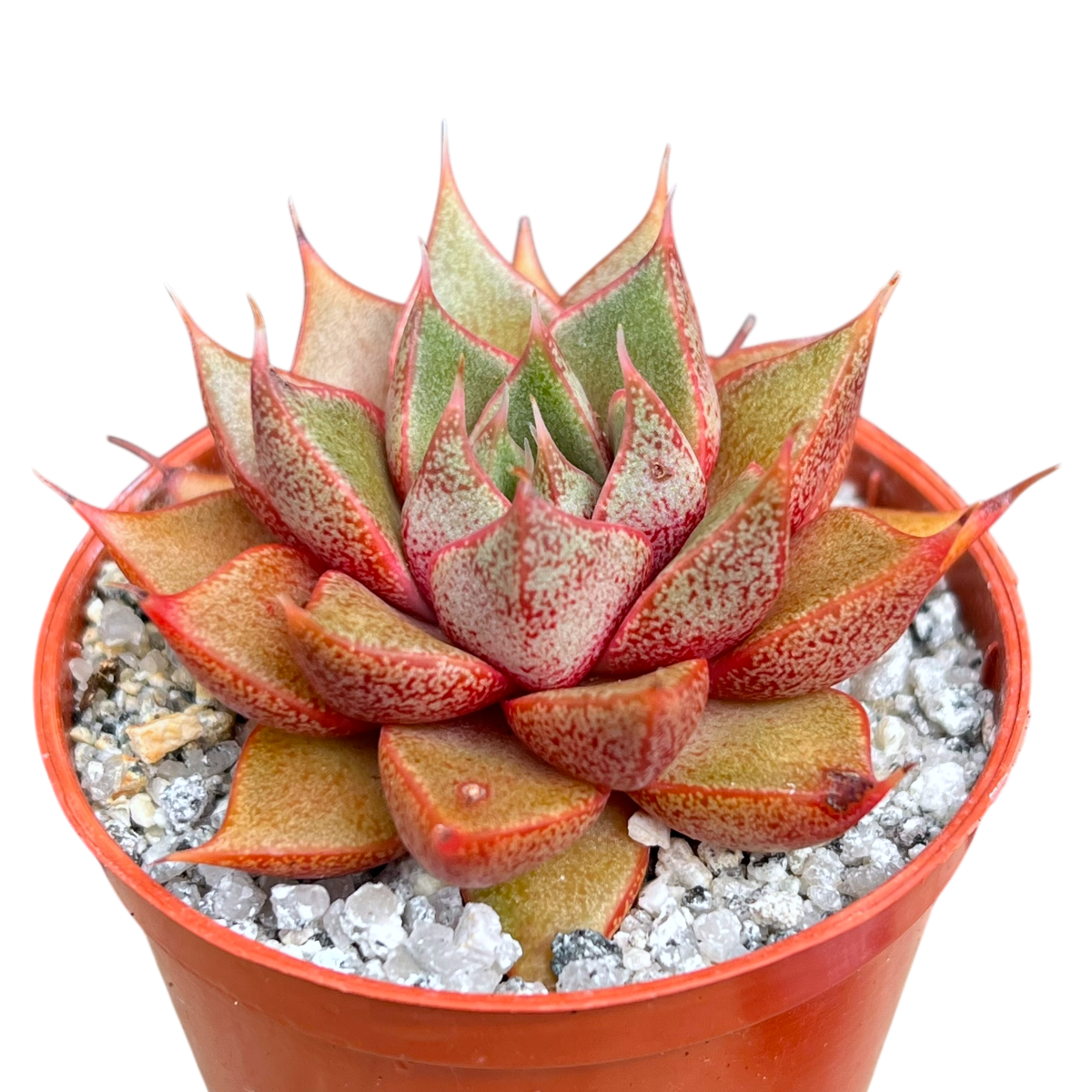 Echeveria 'Shark Skin'