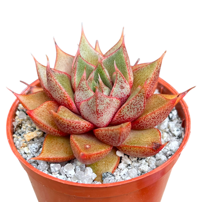 Echeveria 'Shark Skin'