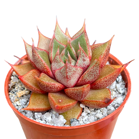 Echeveria 'Shark Skin'