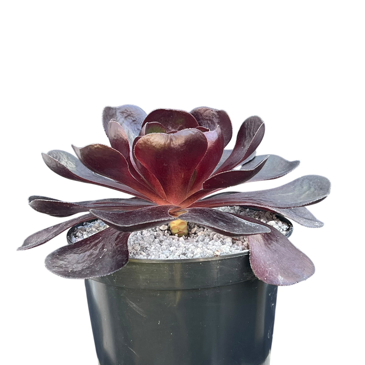 dark unison succulent x Semponium 'Destiny' – Surreal Succulents