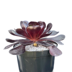 x Semponium 'Destiny'