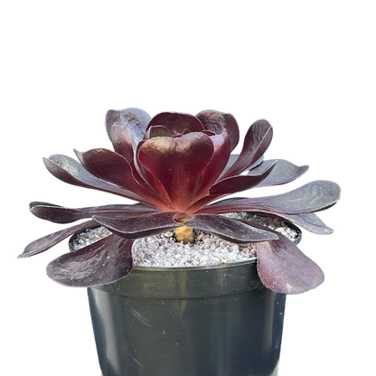 x Semponium 'Destiny'