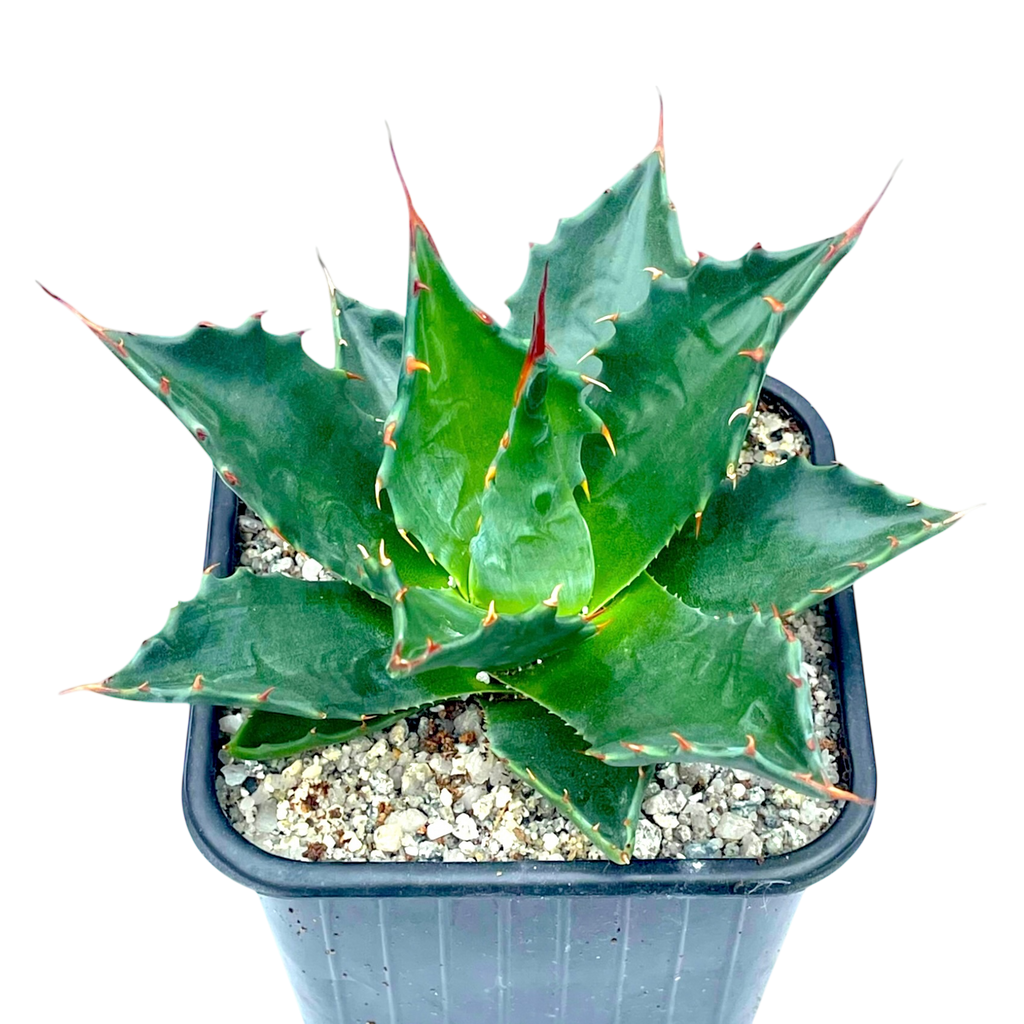 アガベ モンタナ – Surreal Succulents アガベ モンタナ – Surreal Succulents