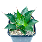 Agave montana