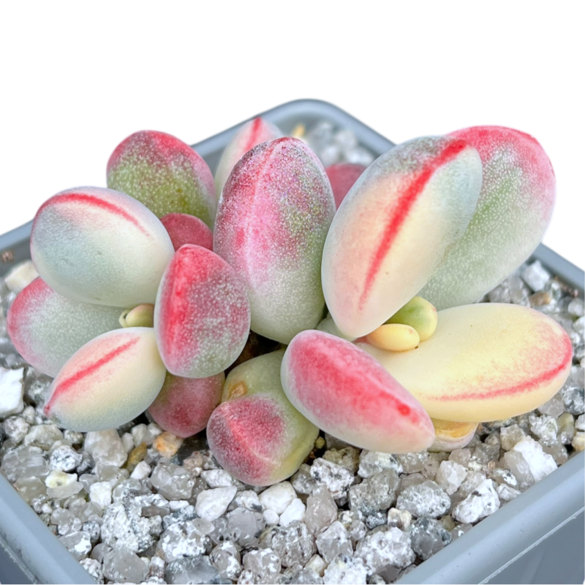 Cotyledon orbiculata | Unicorn Poop