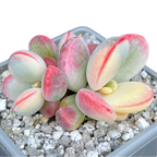 Cotyledon orbiculata | Unicorn Poop