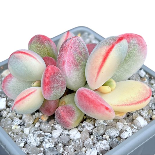 Cotyledon orbiculata 'Unicorn Poop'