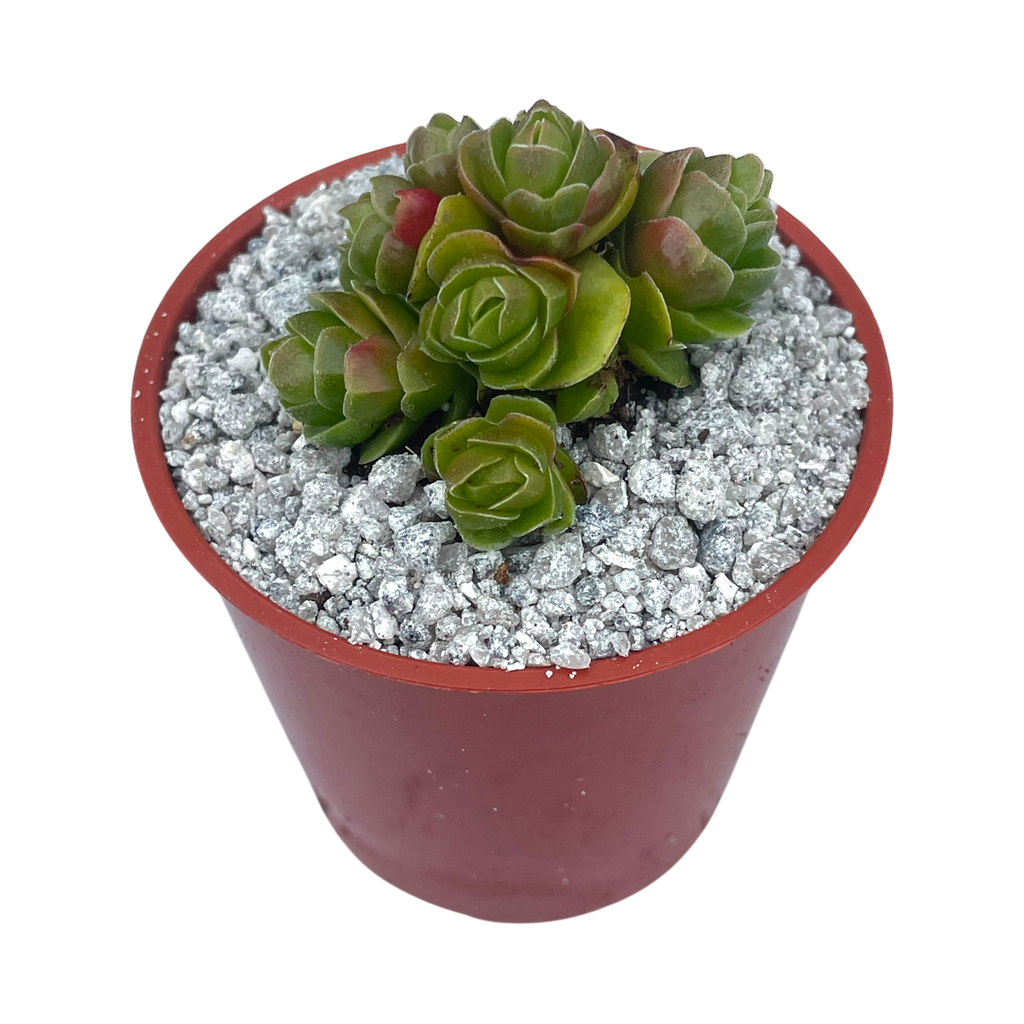 Crassula 'Emerald'