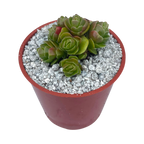 Crassula 'Emerald'