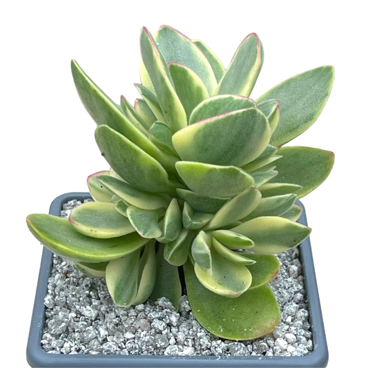 Crassula 'Money Maker' variegata