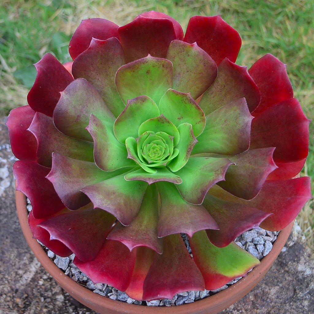 x Semponium 'Darwin'