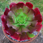 x Semponium 'Darwin'