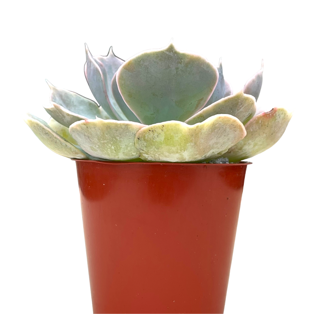 Echeveria 'Canada'