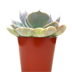 Echeveria 'Canada'
