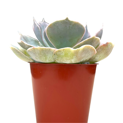 Echeveria 'Canada'