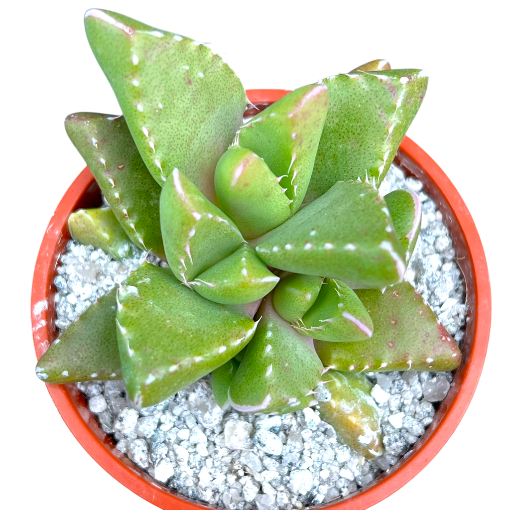 Faucaria subintegra