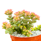 Crassula rupestris var. monticola