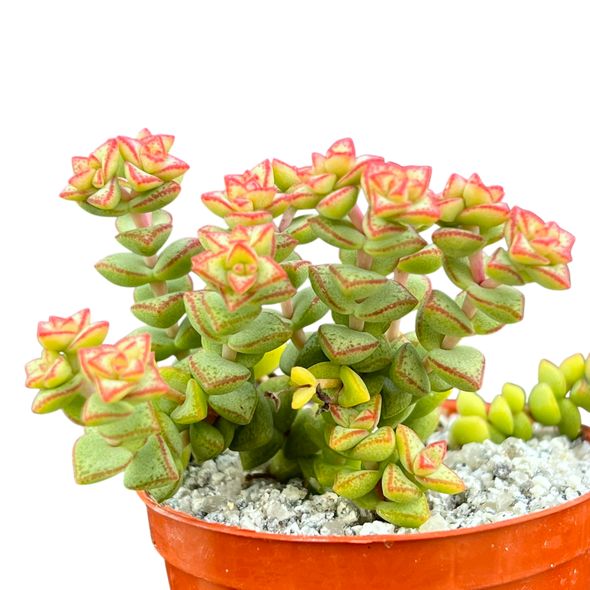 Crassula rupestris var. monticola