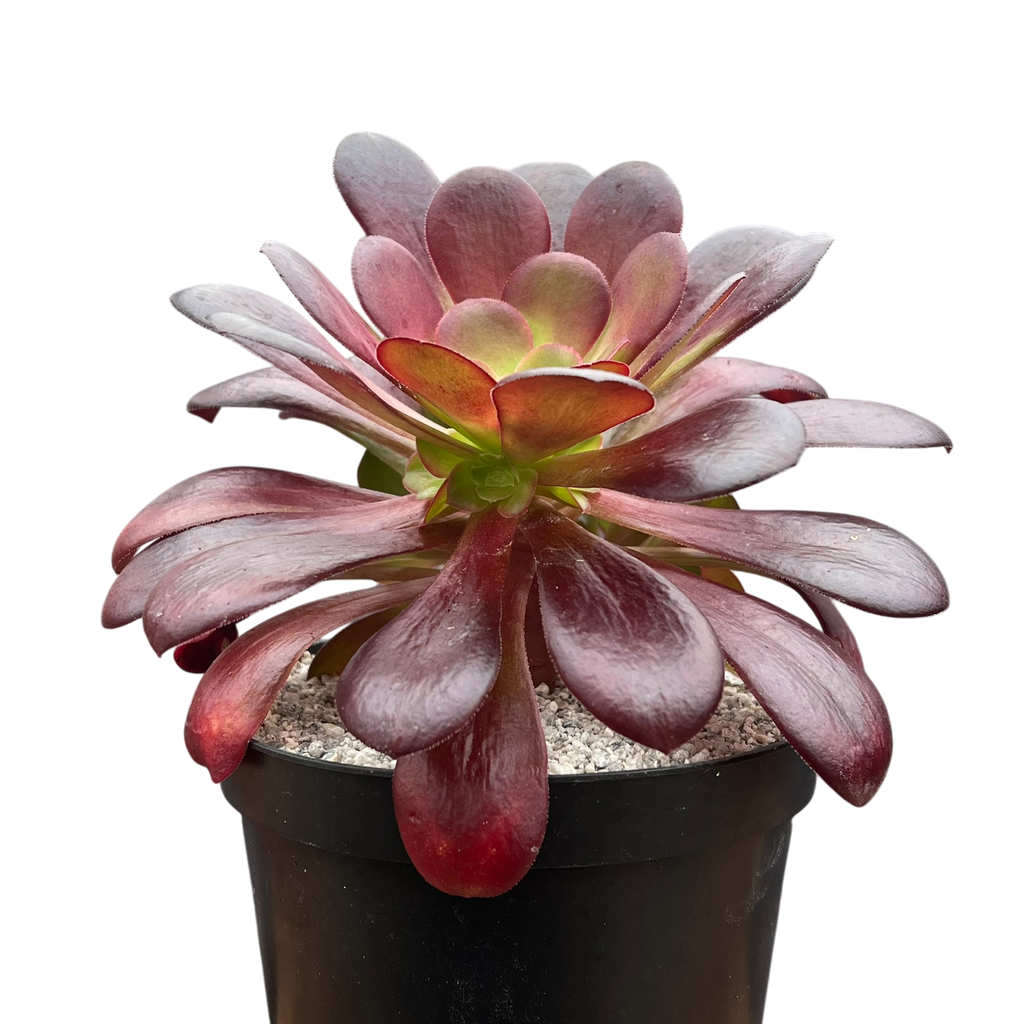 Aeonium 'Velour'