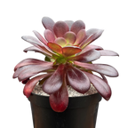Aeonium 'Velour'