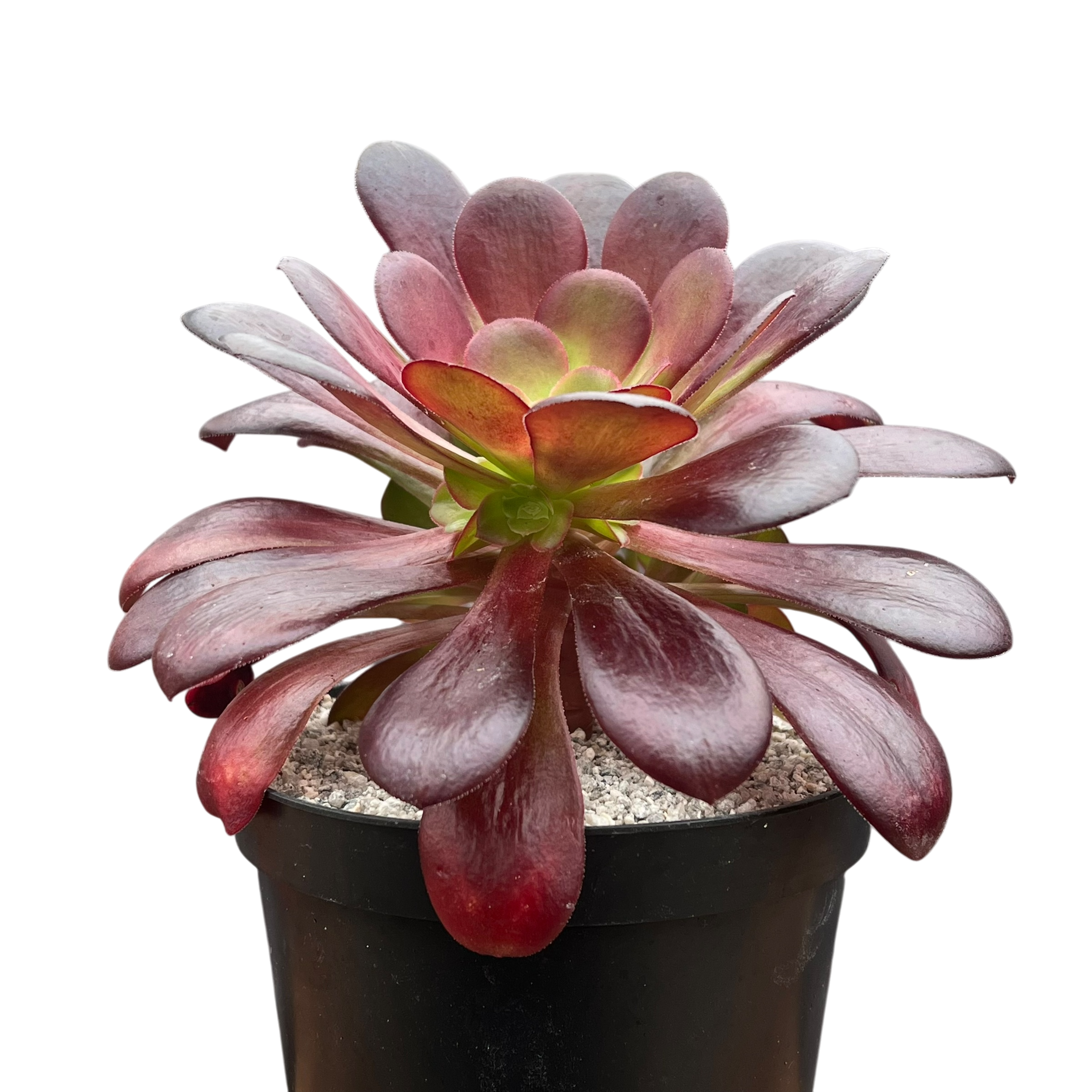 Aeonium 'Velour'