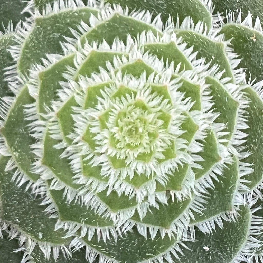 Aeonium tabuliforme