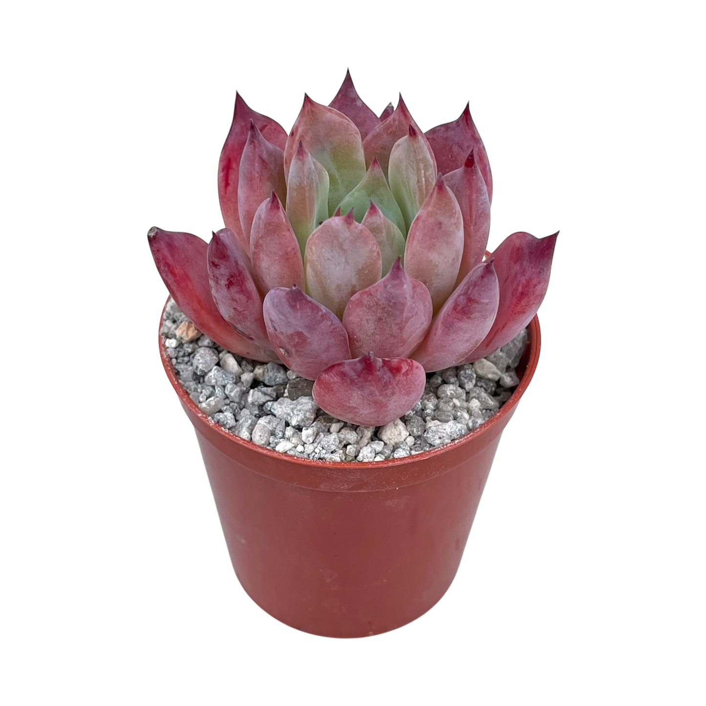 Echeveria 'Humming Bird'