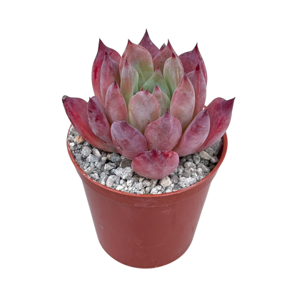 Echeveria 'Humming Bird'