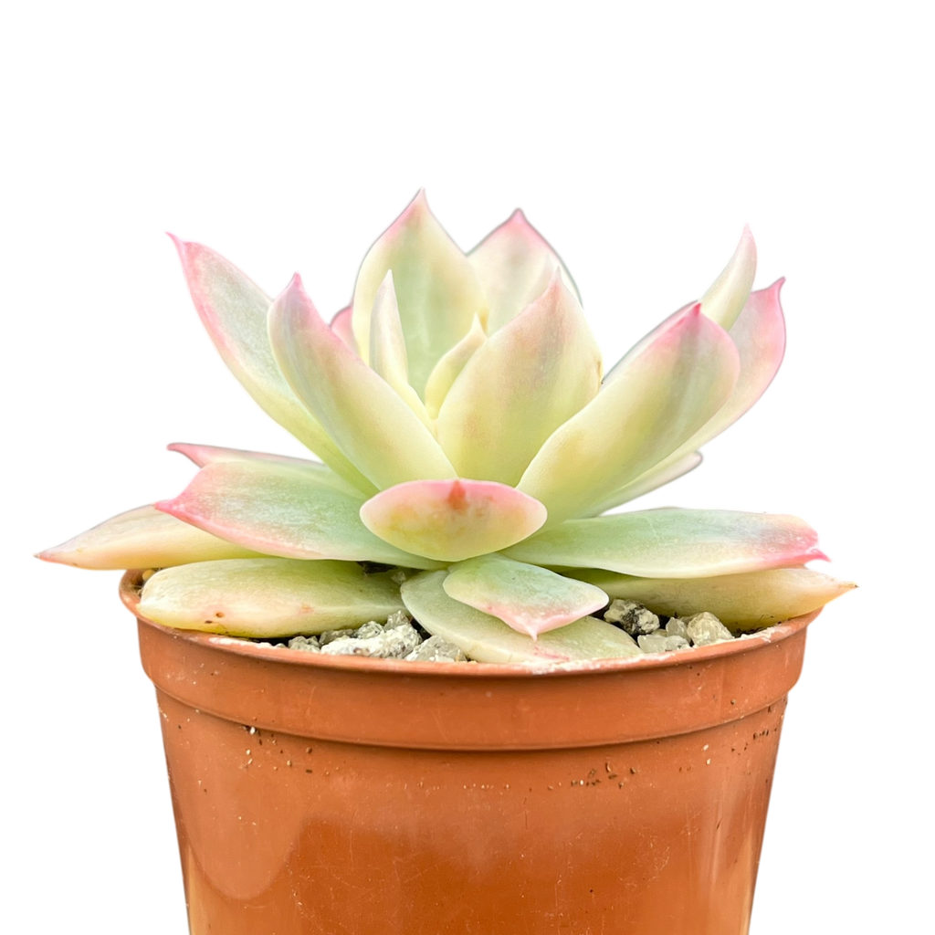 Echeveria subsessilis f. variegata