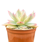 Echeveria subsessilis f. variegata